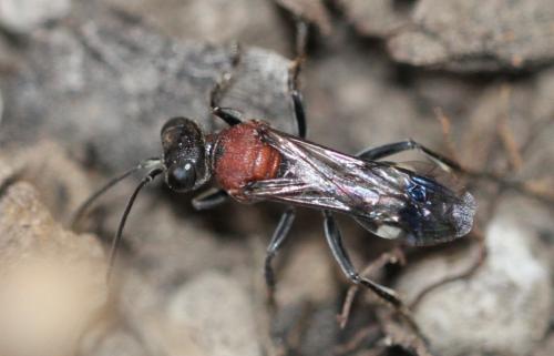 Réf. 289 320 : Oryttus concinnus